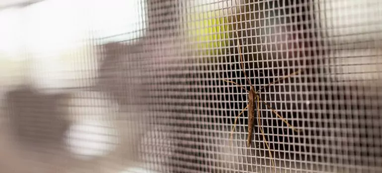 Repair Mosquito Mesh For Windows in Spring Hill, FL